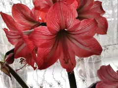 Цветет тётин "амариллис" (на самом деле, гиппеаструм)