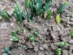 Декабрьские подснежники. Сказка наяву. 