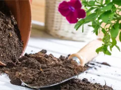 Можно ли использовать почву с участка для комнатных