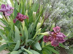 Бурное цветение бордюрных ( низкорослых) ирисов.