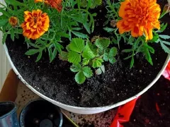 Посадила рядом чернобривцы и землянику