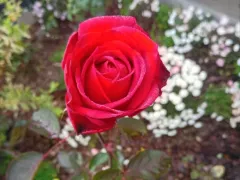 Розы, которые цветут в моем саду до самых морозов 