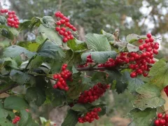 Ягоды после обрезки стали крупнее