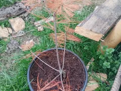 Почему сосна пожелтела после зимы.