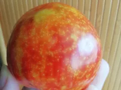 Серьёзный вредитель Мраморный клоп. 