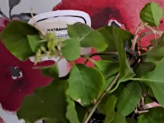 Double Lilarose начинает радовать своим цветением.