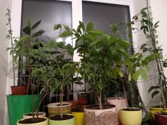 С Новым годом всех любителей растений!