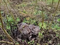 Что делать с ореховой порослью?