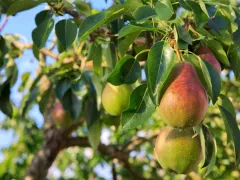 От чего зависит вкус плодов