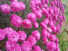 Хризантемы — гордость осеннего двора