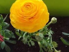 Лютик азиатский, или ранункулюс (Ranunculus asiaticus)