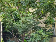 Мой сладчайший инжир