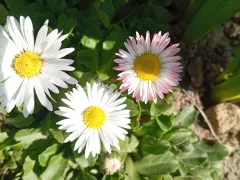 Маргаритка - сюрприз расцвела.