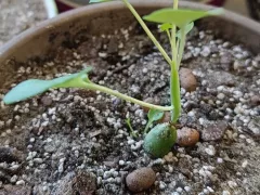 Пересадил в отдельный горшок кактус-сосиску