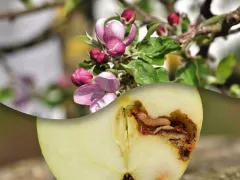 Как победить в войне с вредителями сада