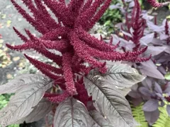 Благородный родственник щирицы