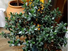 Толстянка овальная (лат. Crassula ovata)