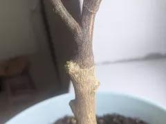 Мой каламанси оживает