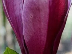 Обрезка поросли ( прикорневых побегов) магнолии Нигра.