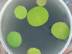 Эксперимент с лотосом не удался