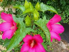 Мальва болотная, или гибискус травянистый болотный (Hibiscus moscheutos)