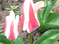 Старая клумба радует цветами