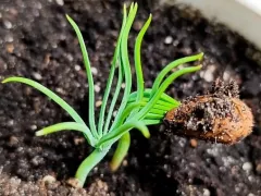 Еще одна попытка вырастить пинии из семян