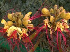 Цезальпиния Джиллиса (Erythrostemon gilliesii или Caesalpinia gilliesii)