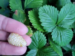 Ягодки для радости