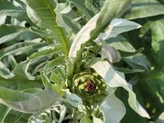 Садовий артишок (Cynara cardunculus)