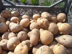 Посадили картофель "Славянка"