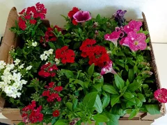 Вербена и сульфиния ждут потепления