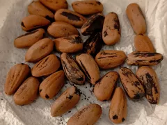 Снова посадил пинии