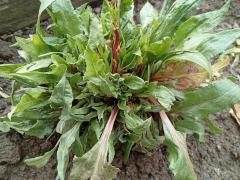 Мангольд листовой