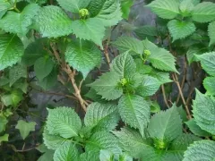 Гортензия обросла новыми листочками и зачатками соцветий