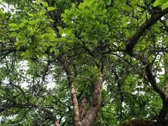 Старая груша
