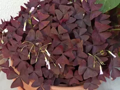 Кисличка, напоминающая мне детство