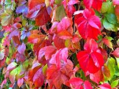 Виноград девичий пятилисточковый / Parthenocissus quinquefolia