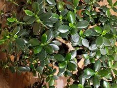 Моя красавица крассула