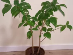 Деревце гуанабаны с лечебными листьями 