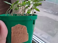 Турбореактивный, как всегда, на высоте.