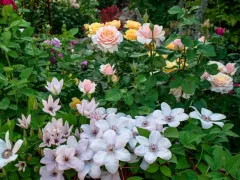 Всегда ли природный сад — лучший выбор?