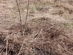 Посадка яблонь и приствольная защита от сорняков