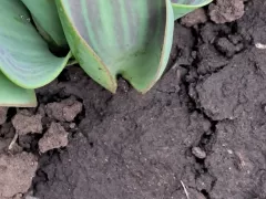 Необычные тюльпаны на моей клумбе. 