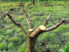 Омолаживающая обрезка абрикоса