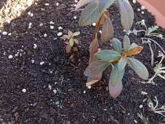 Азалия, чудесно перезимовала на улице.