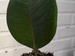 Возможно ли вырастить фикус Эластика из листа?!