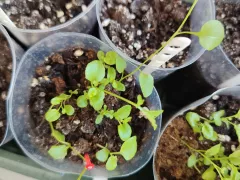 Прищипываю верхушки одной из лобелий. 