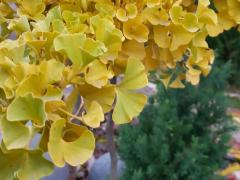 Гинкго билоба (лат.Ginkgo biloba)