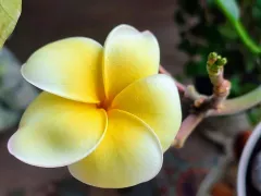 Плюмерия изменила цвет